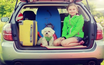 5 Safety Tips While Traveling with Pets During Summer