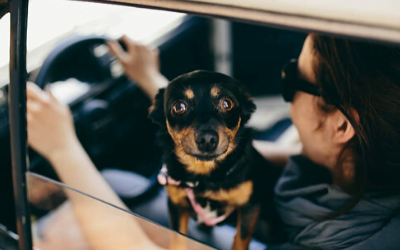 6 Tips to Prepare for Road Travel with Your Dog